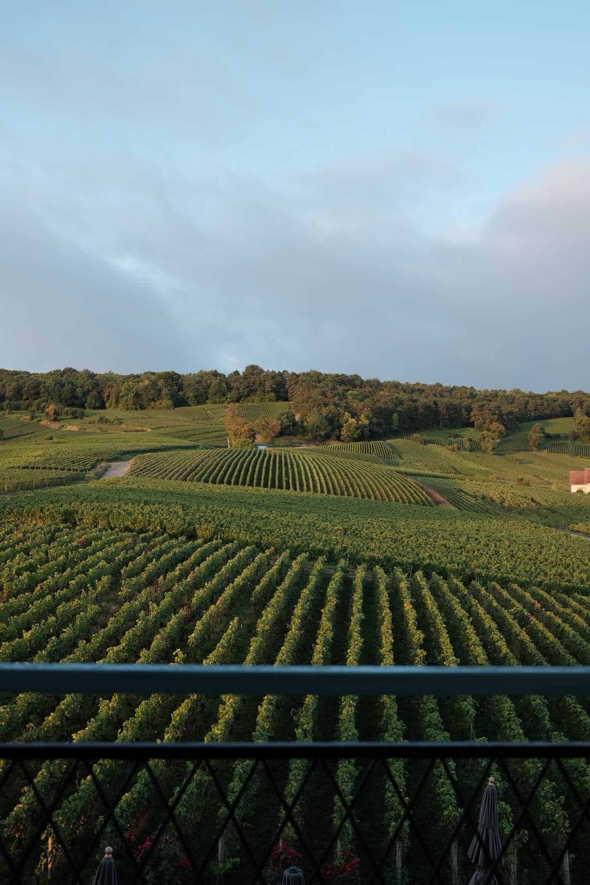 Champagne dreams in Reims