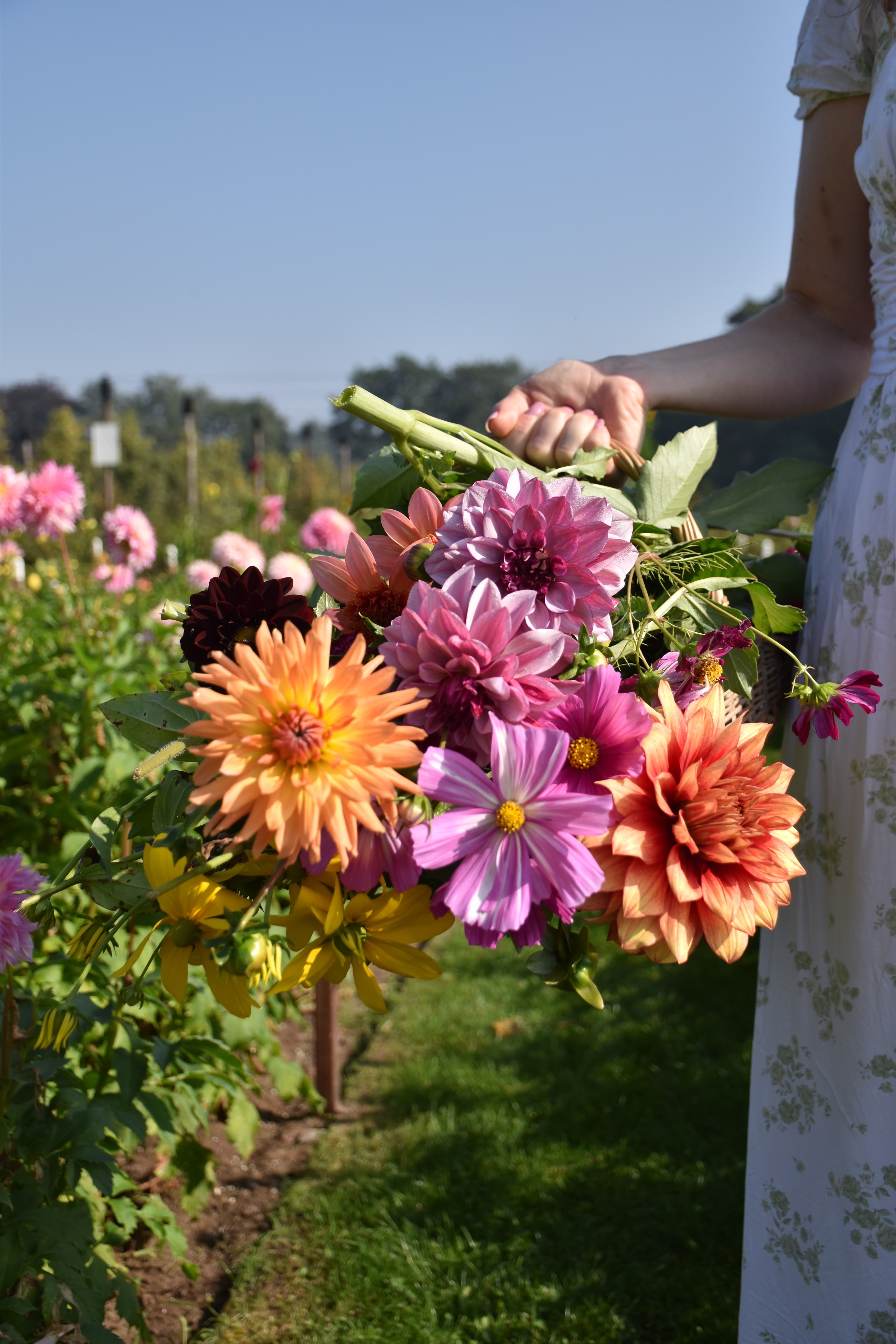 Cueillez un bouquet frais chez StroeBerries!