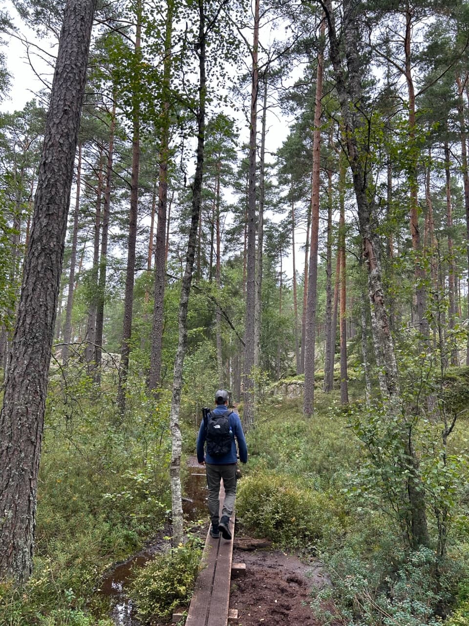 Wandelen door een oud bos in Tiveden NP