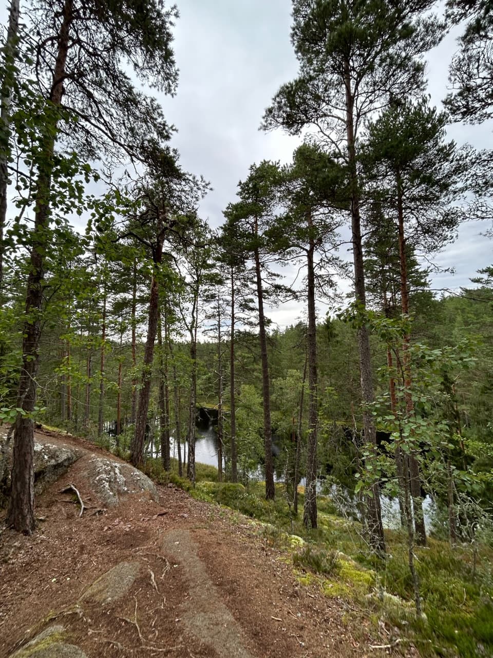 Wandelen door een oud bos in Tiveden NP