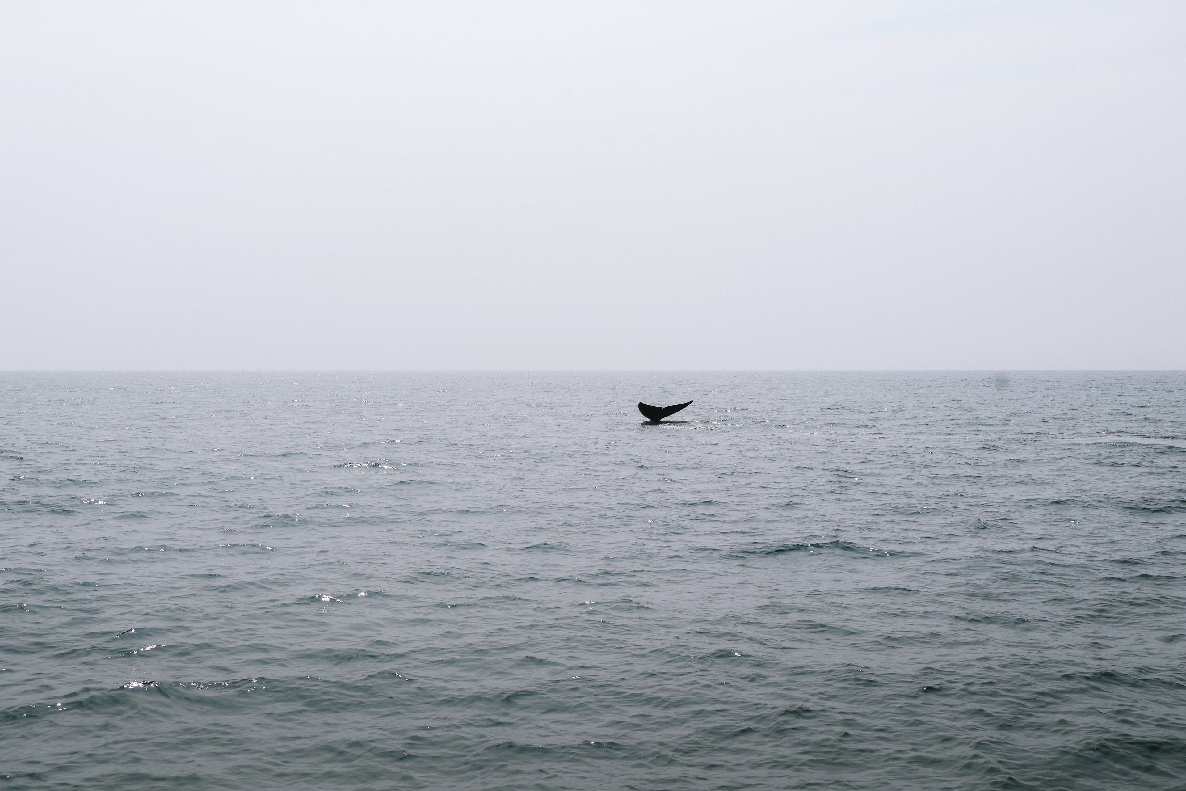 Observation des baleines et détente