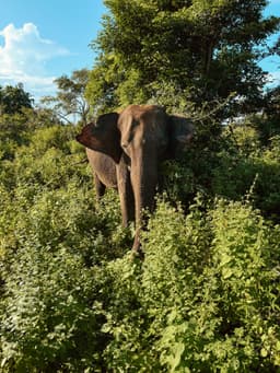 Temps de safari @ Sri Lanka