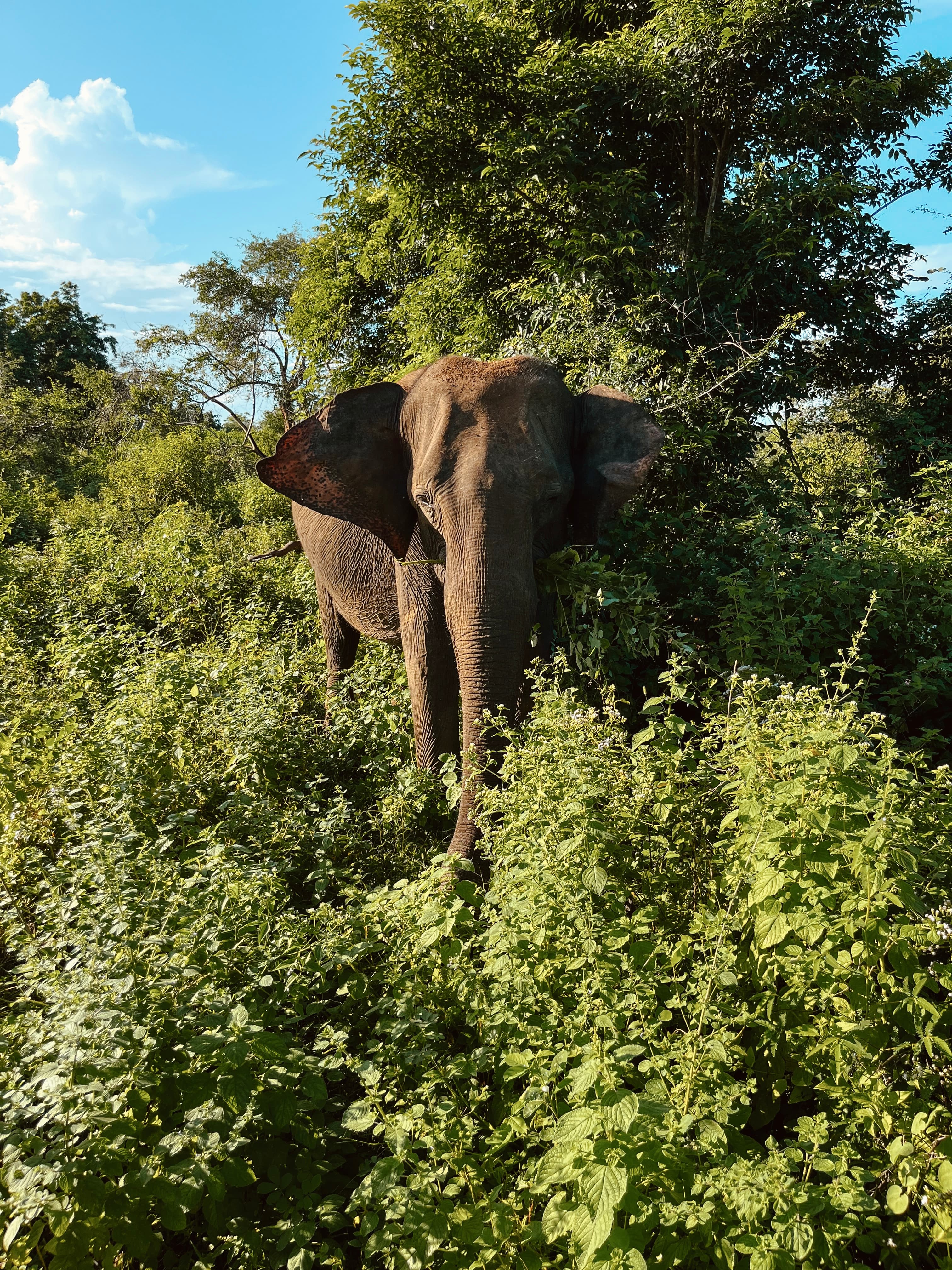 Temps de safari au Sri Lanka