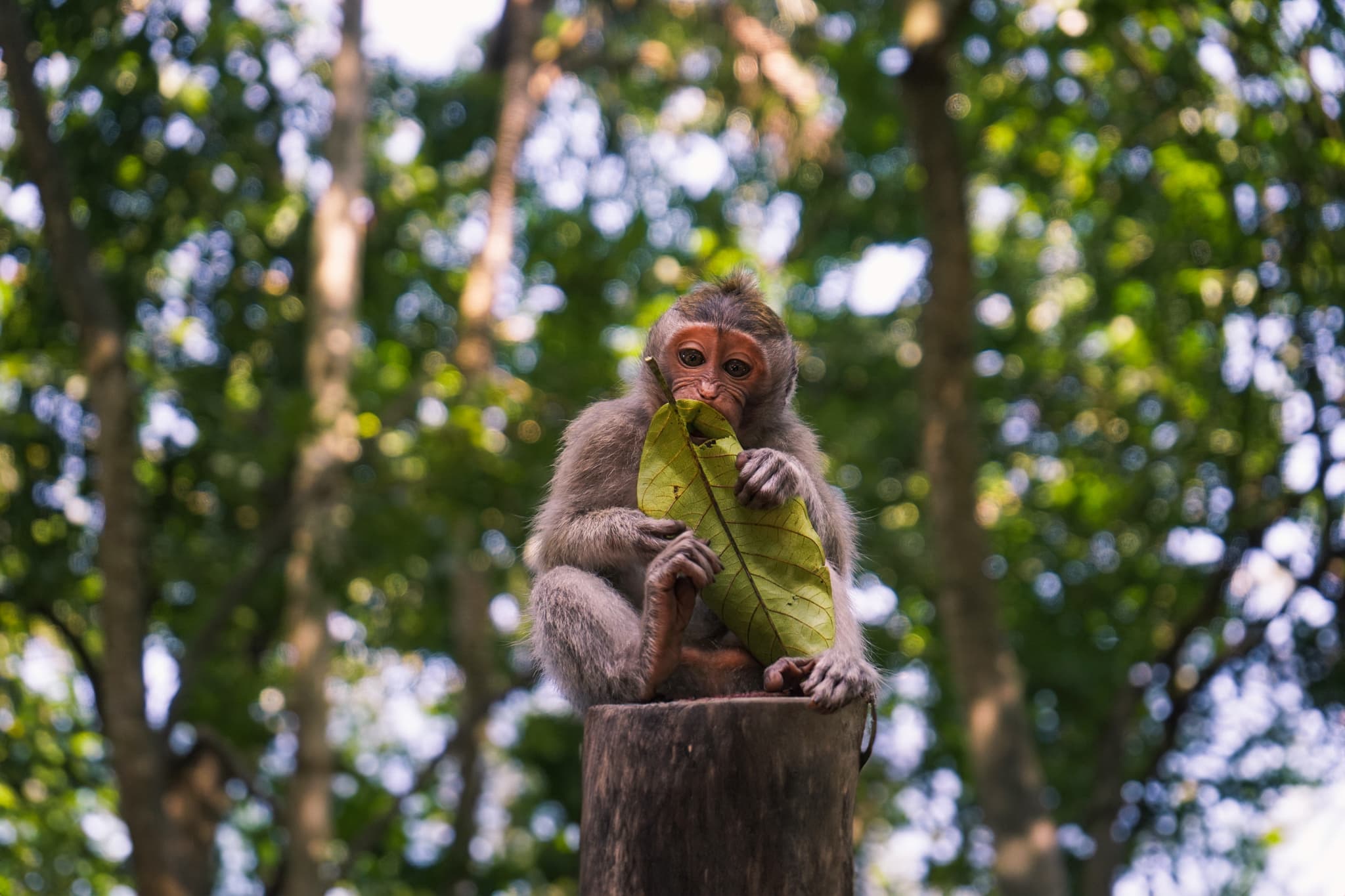 Monkey Forest in Ubud, Bali