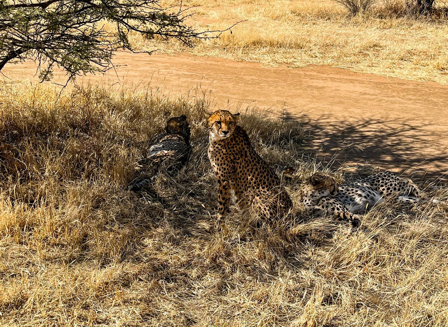 Cheetahs in Otjiwarongo, Namibia