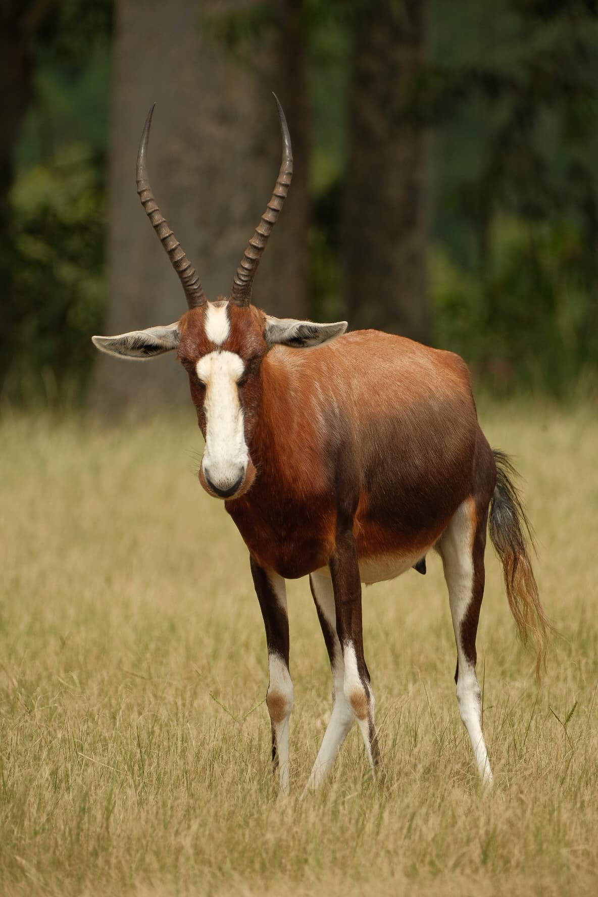 Mlilwane Wildlife Sanctuary in eSwatini