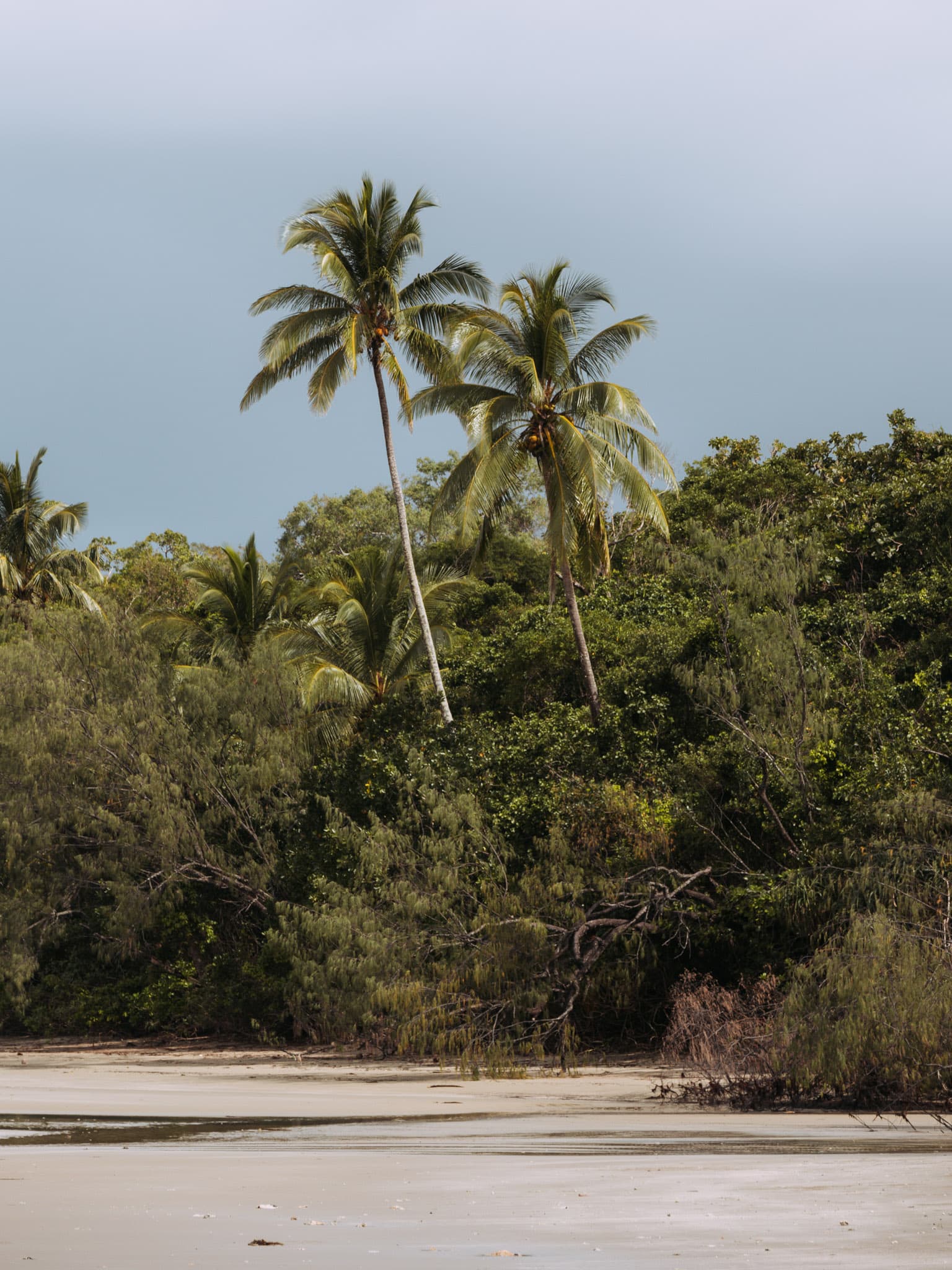 Daintree Rainforest en Australie : 5 choses à faire dans la plus ancienne forêt tropicale