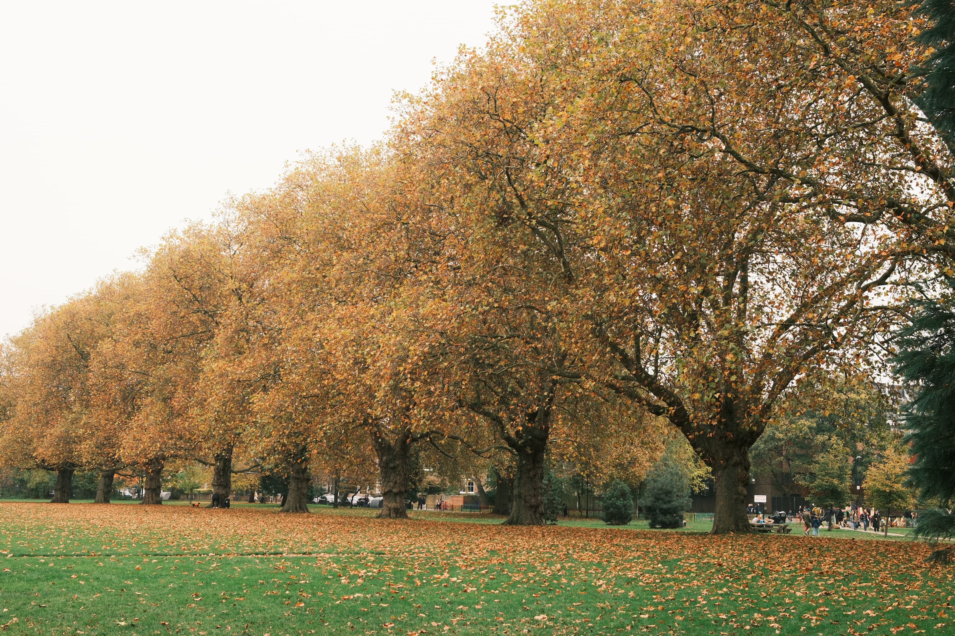 Nature in the city: London Fields