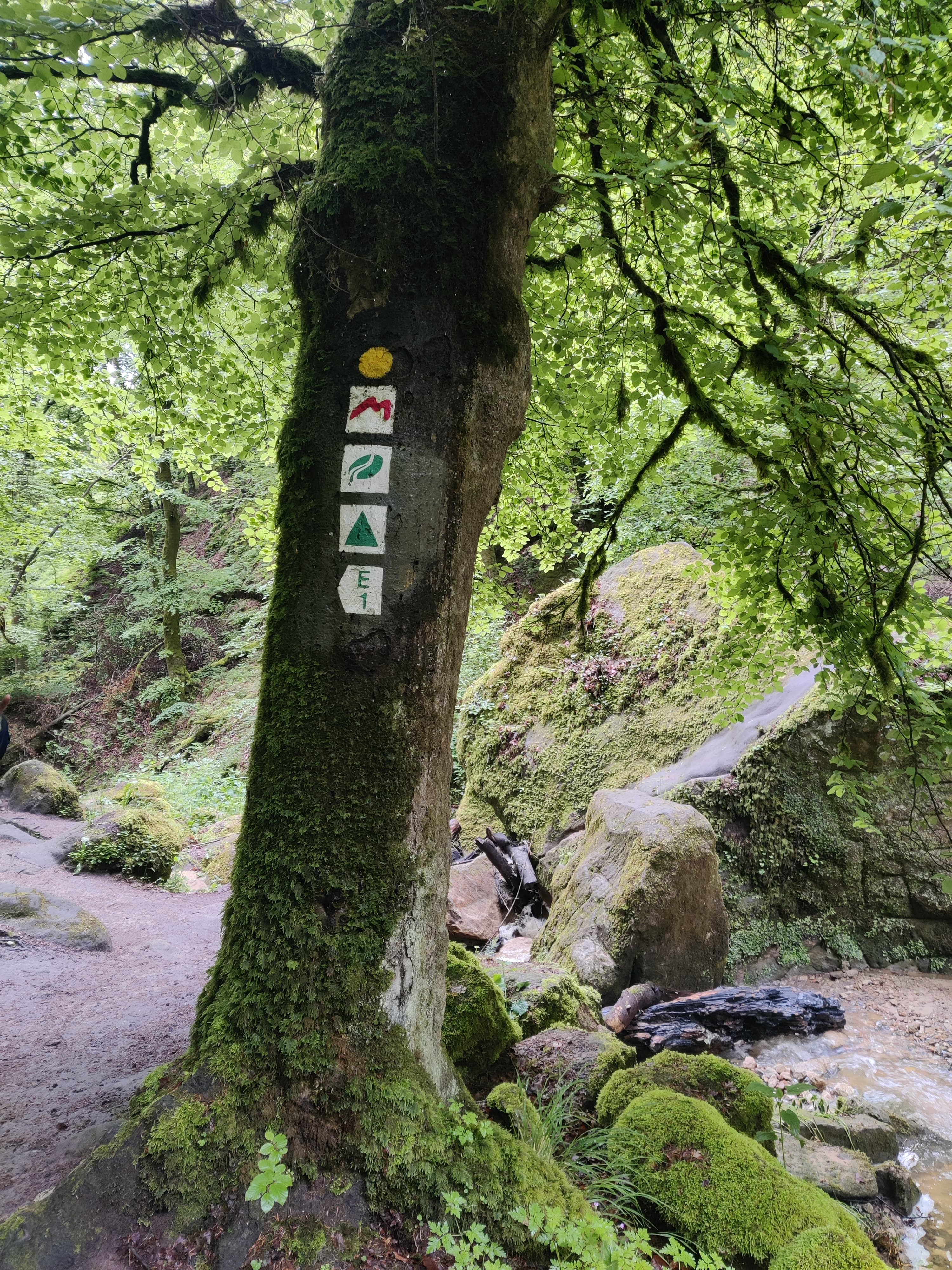Hiking in the forests of Mullerthal
