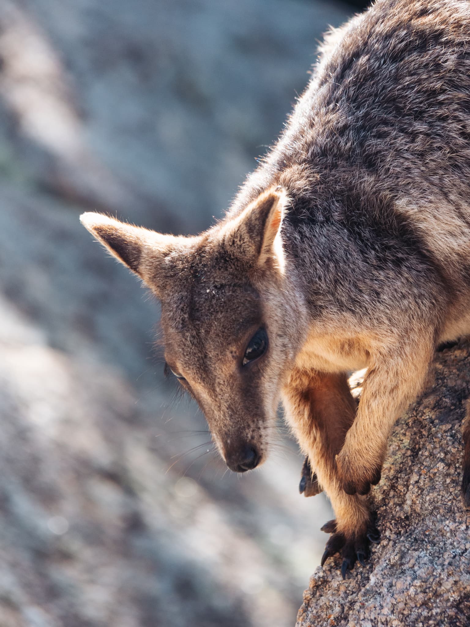 Magnetic Island in Australië: 7 beste dingen om te doen