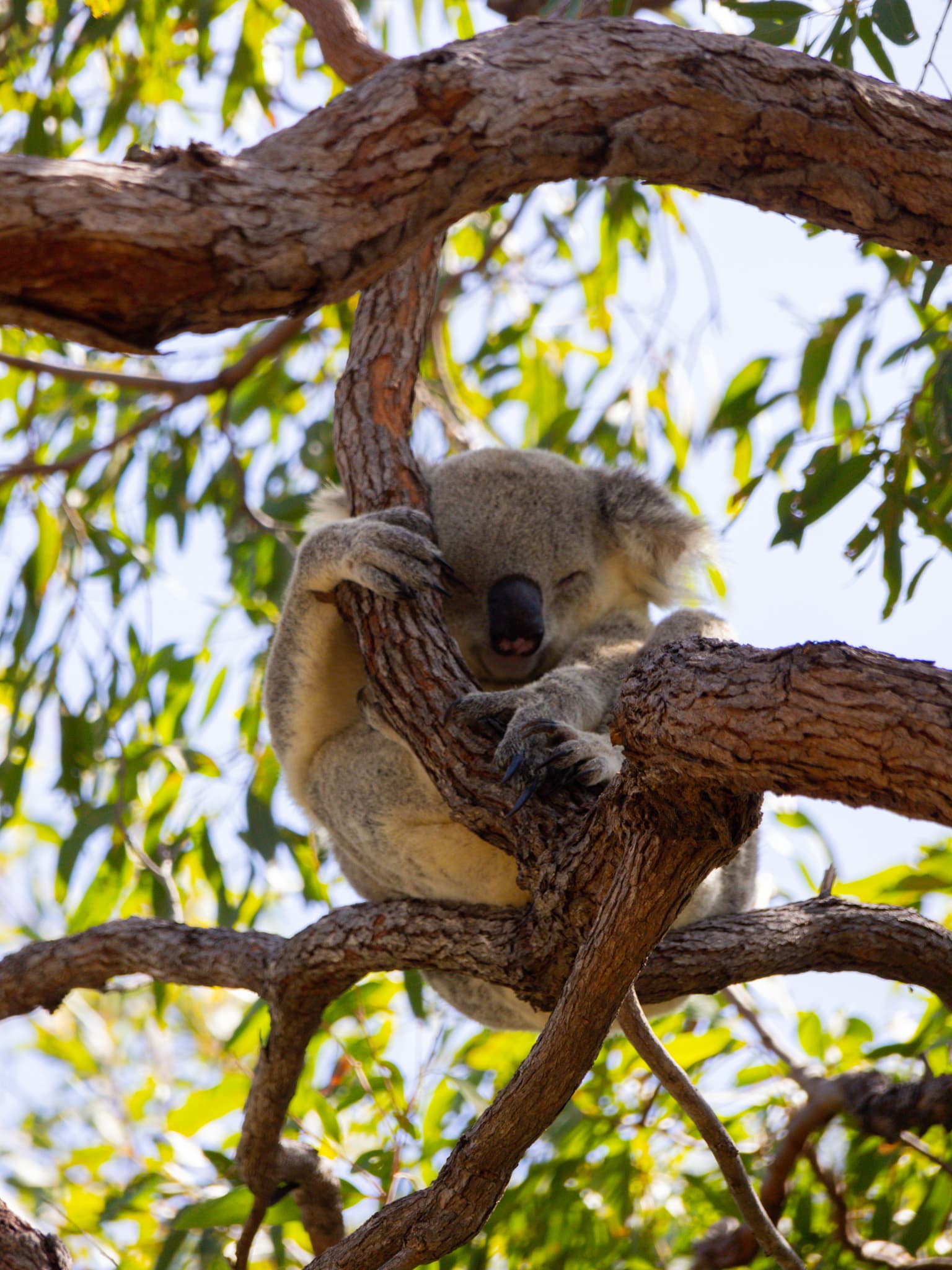 Magnetic Island in Australië: 7 beste dingen om te doen