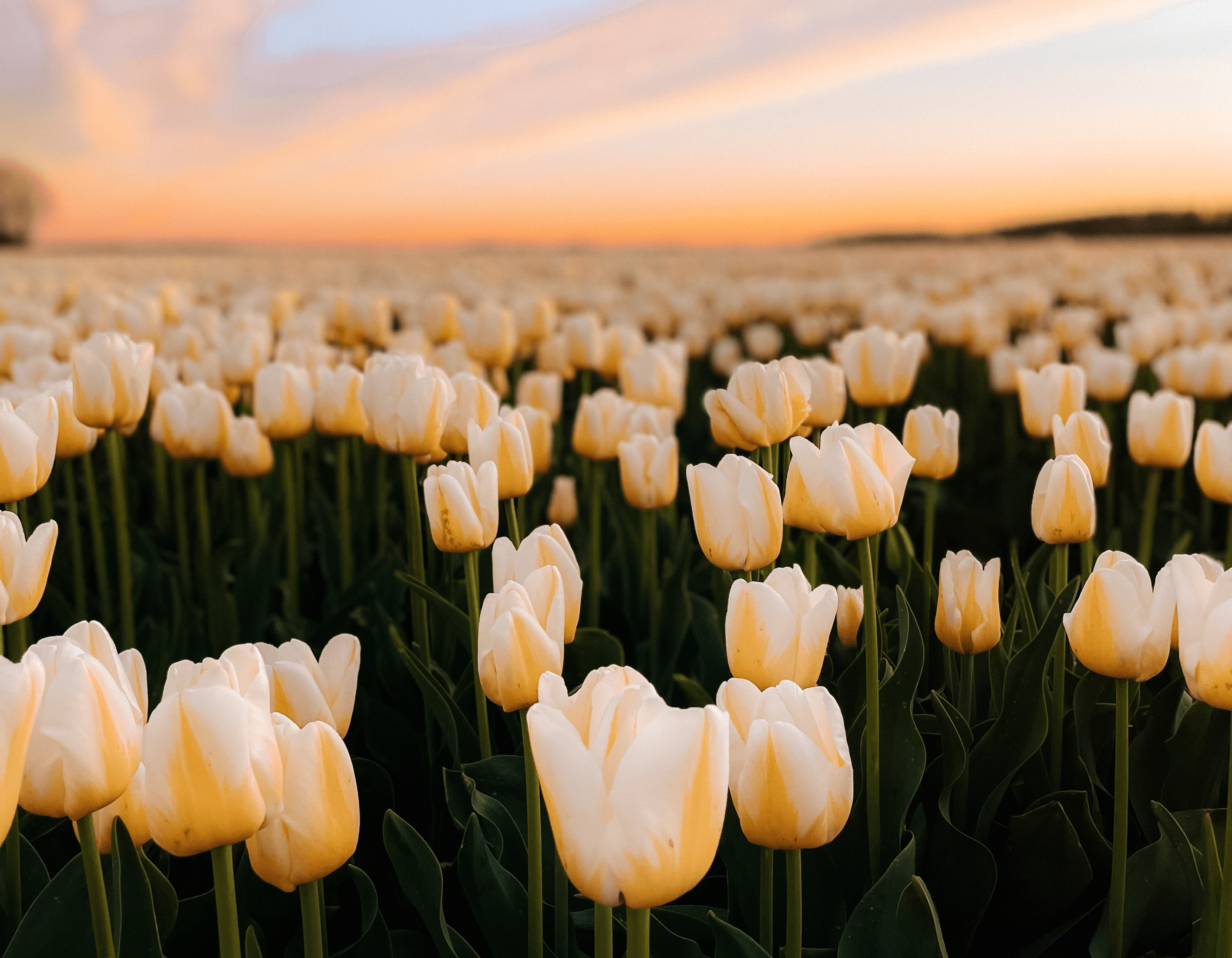Mini Guide: Dutch Tulip Fields