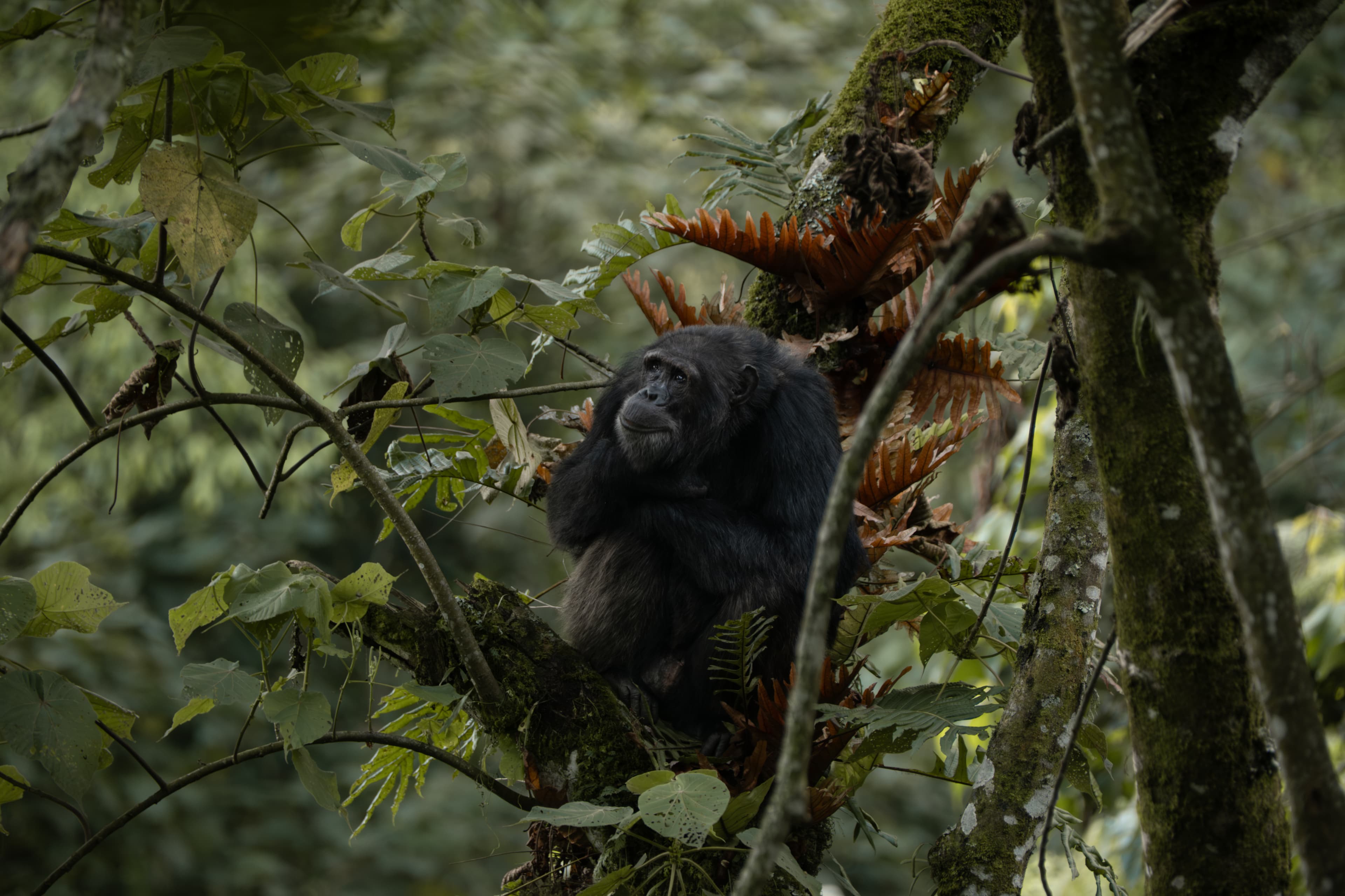 Aventure finale : Suivi des chimpanzés dans le parc national de Nyungwe