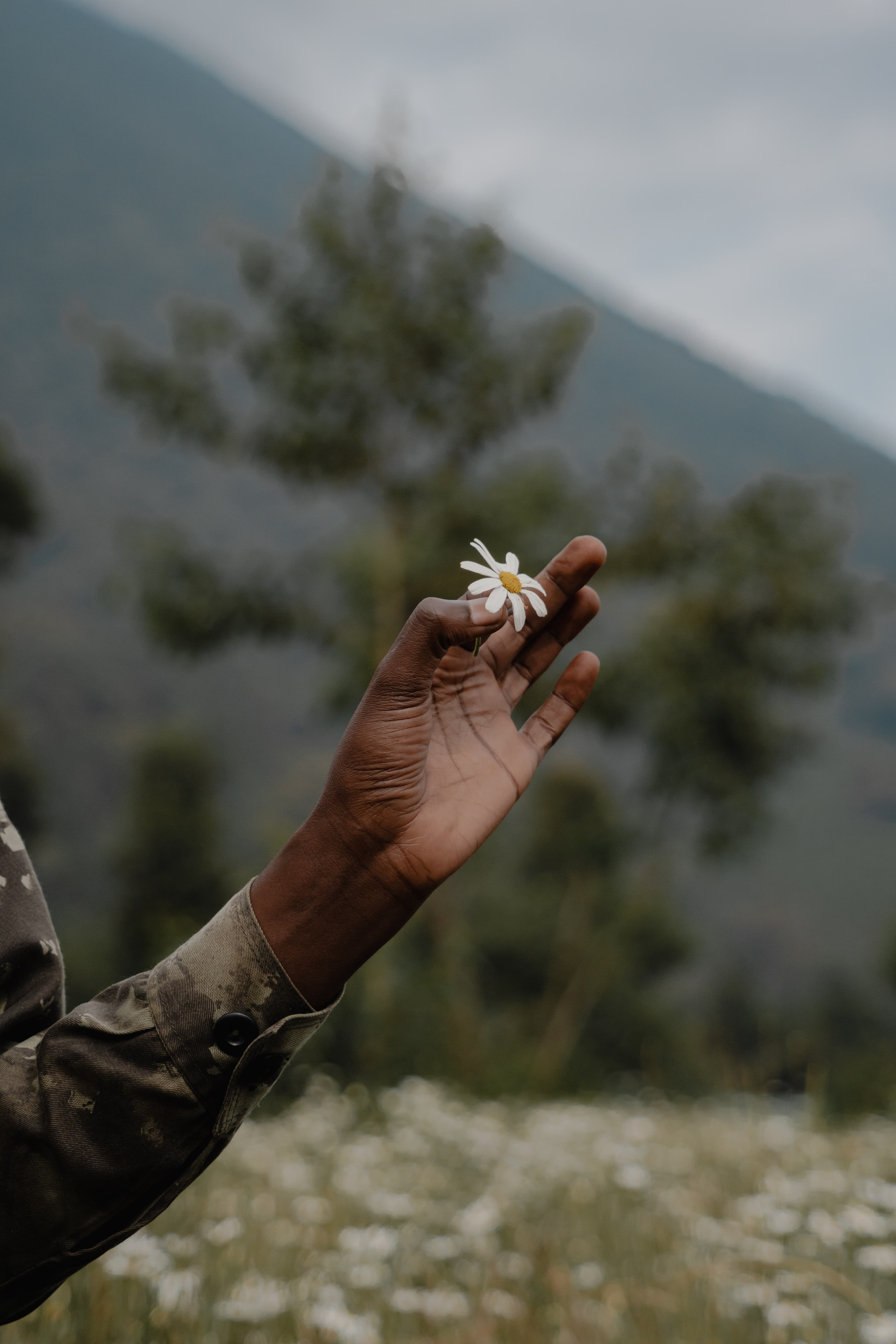 Randonnée & gorilles