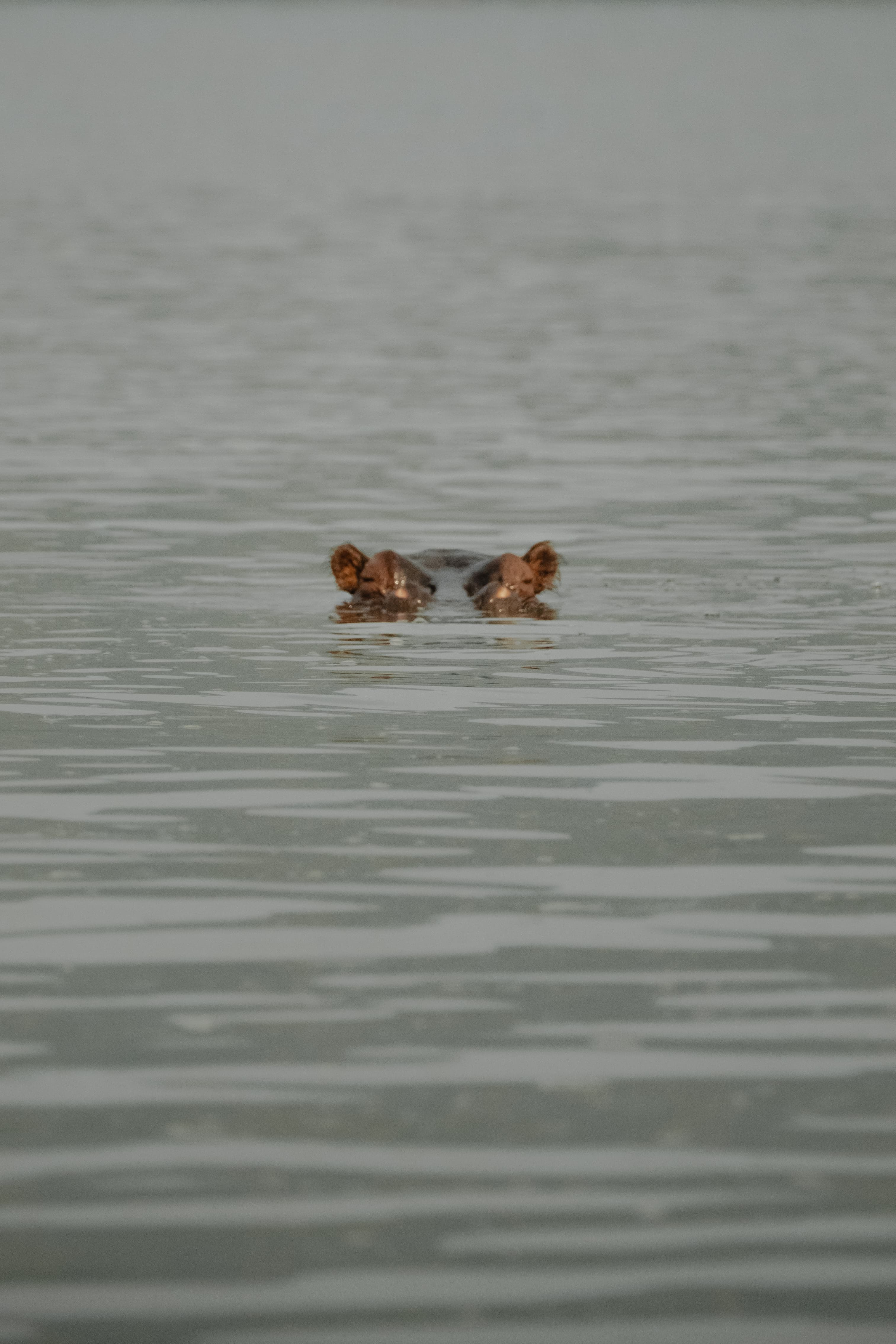 Safaris et lever de soleil sur le lac