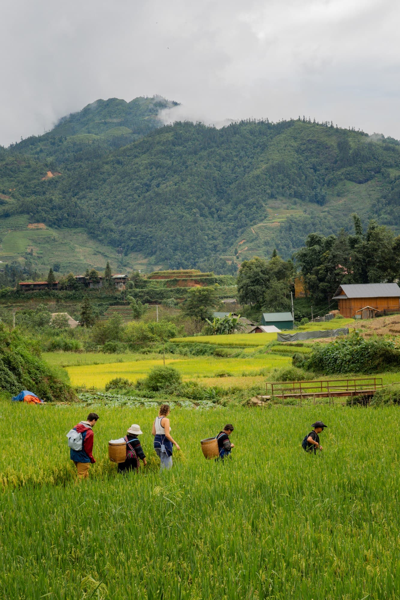 Sapa: Fog, rice fields, and moments that feel unreal