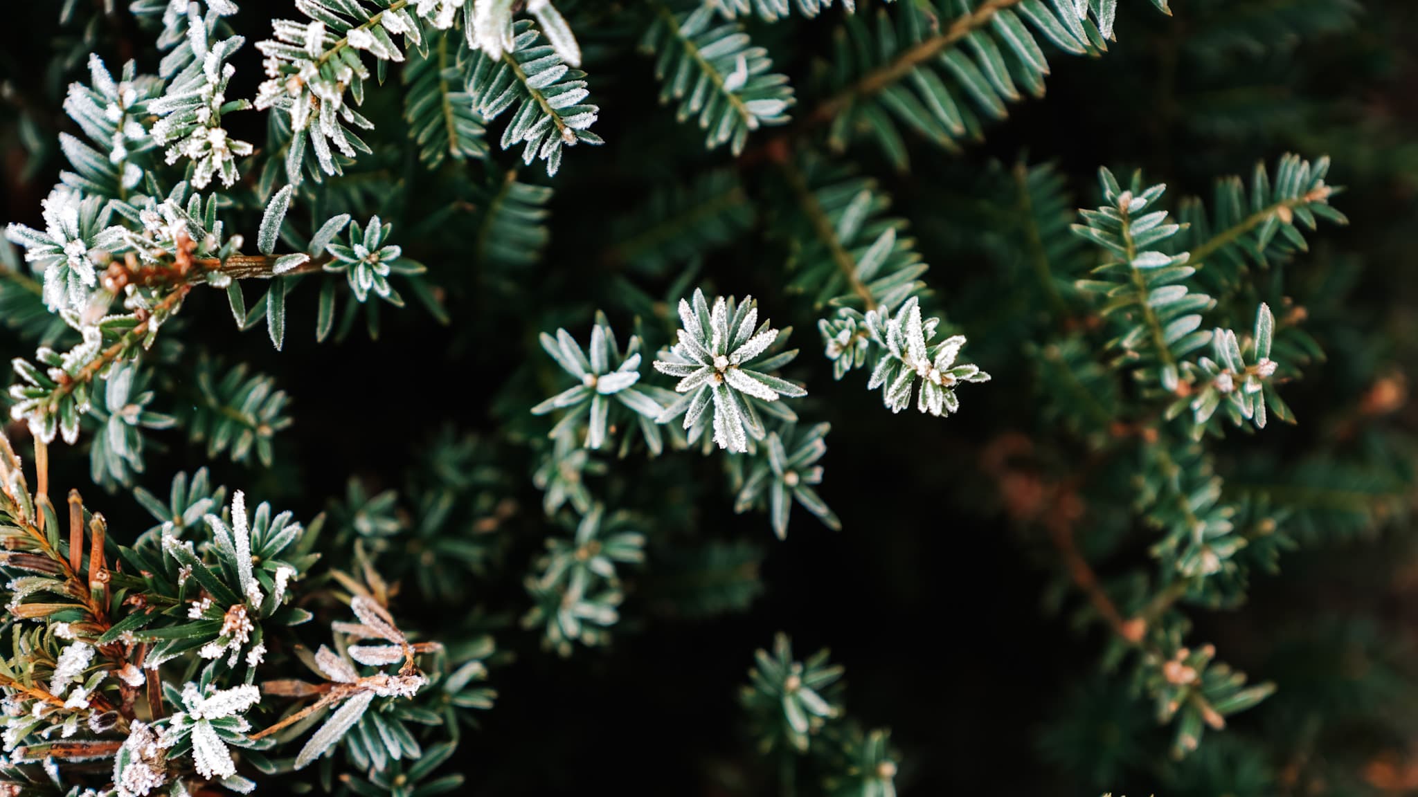 How to Experience Kerststad Valkenburg at Its Best: 8 Must-Do’s