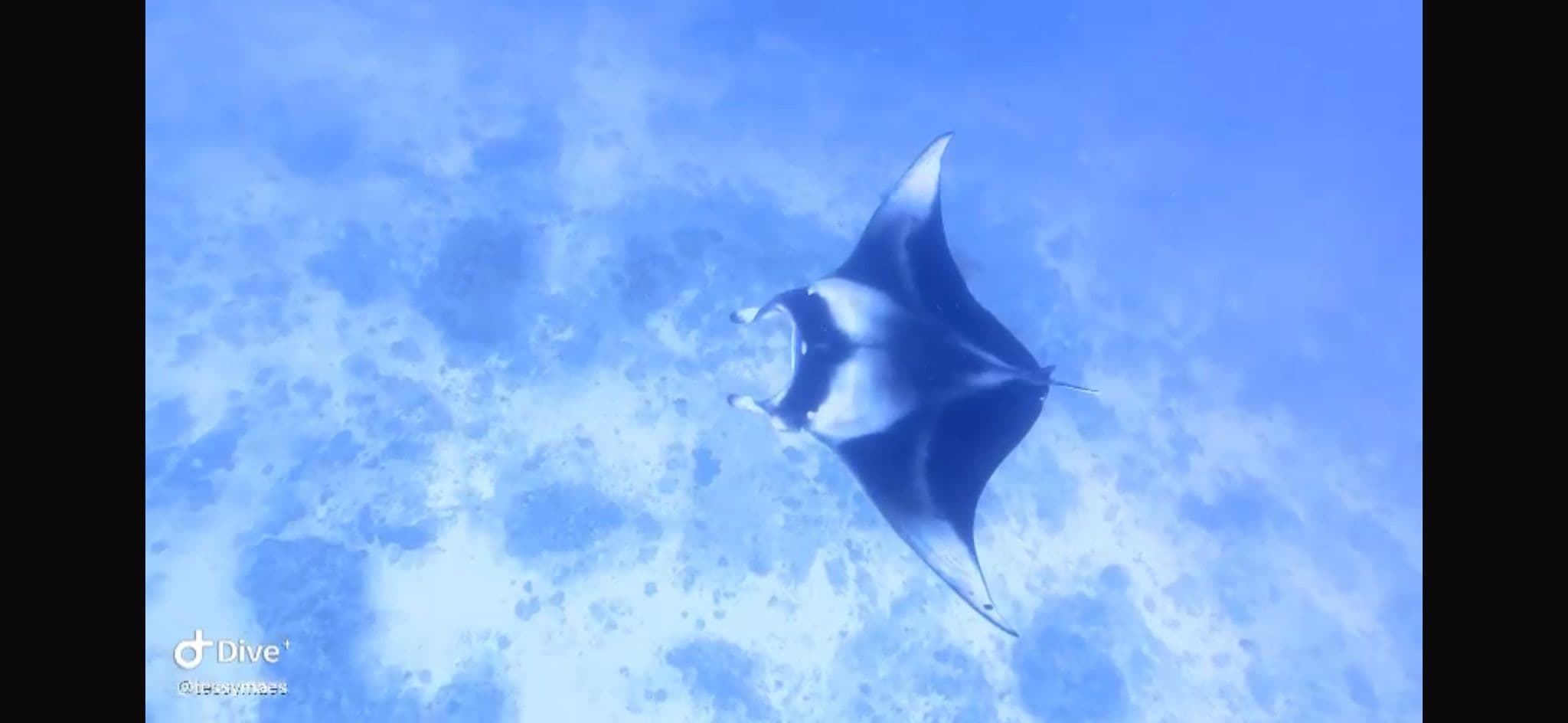 Manta Point