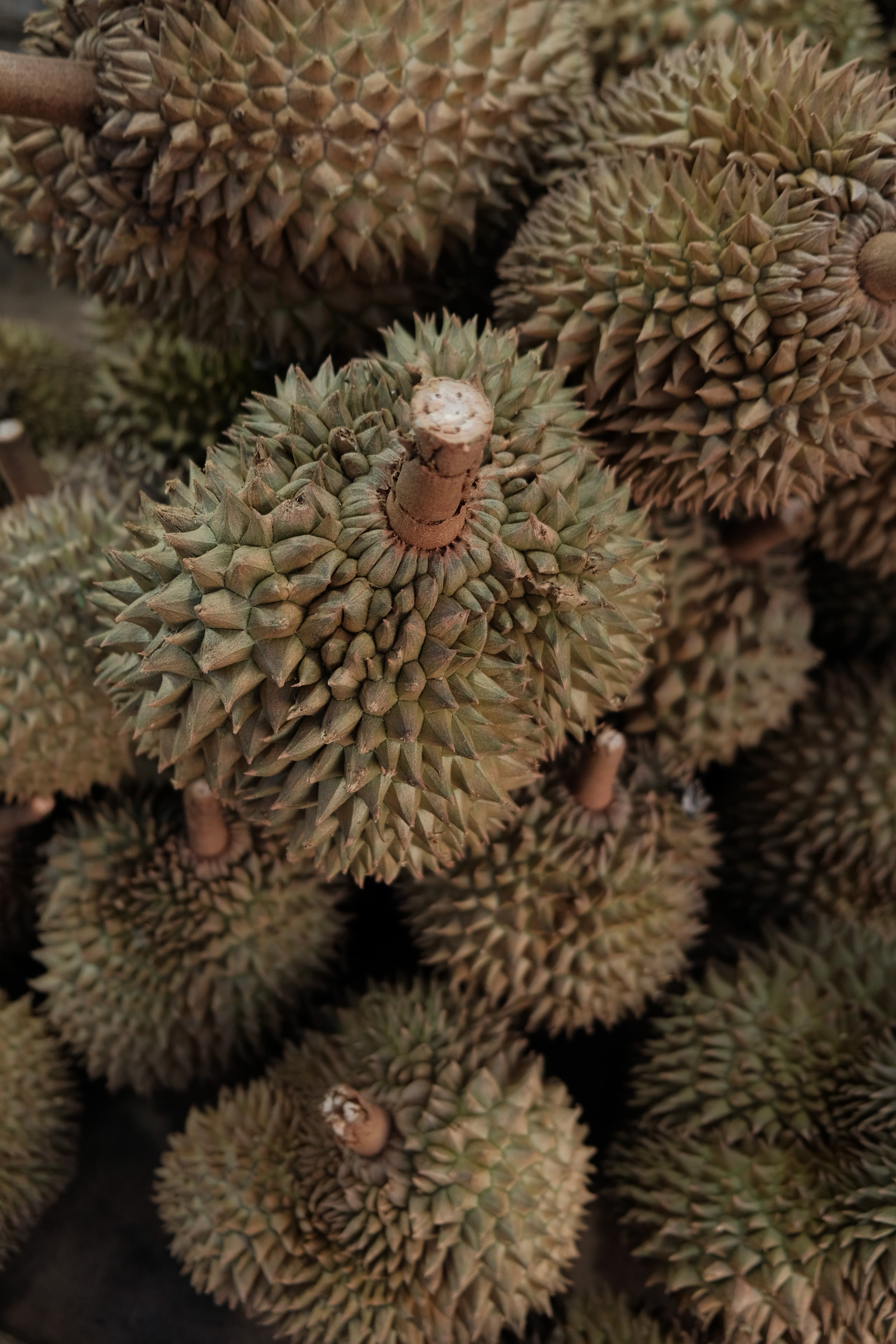 Exploring Malaysia in 3 weeks